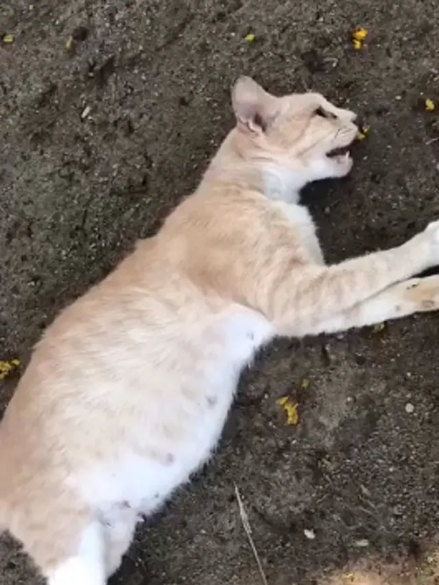 viral wanita memukuli kucing