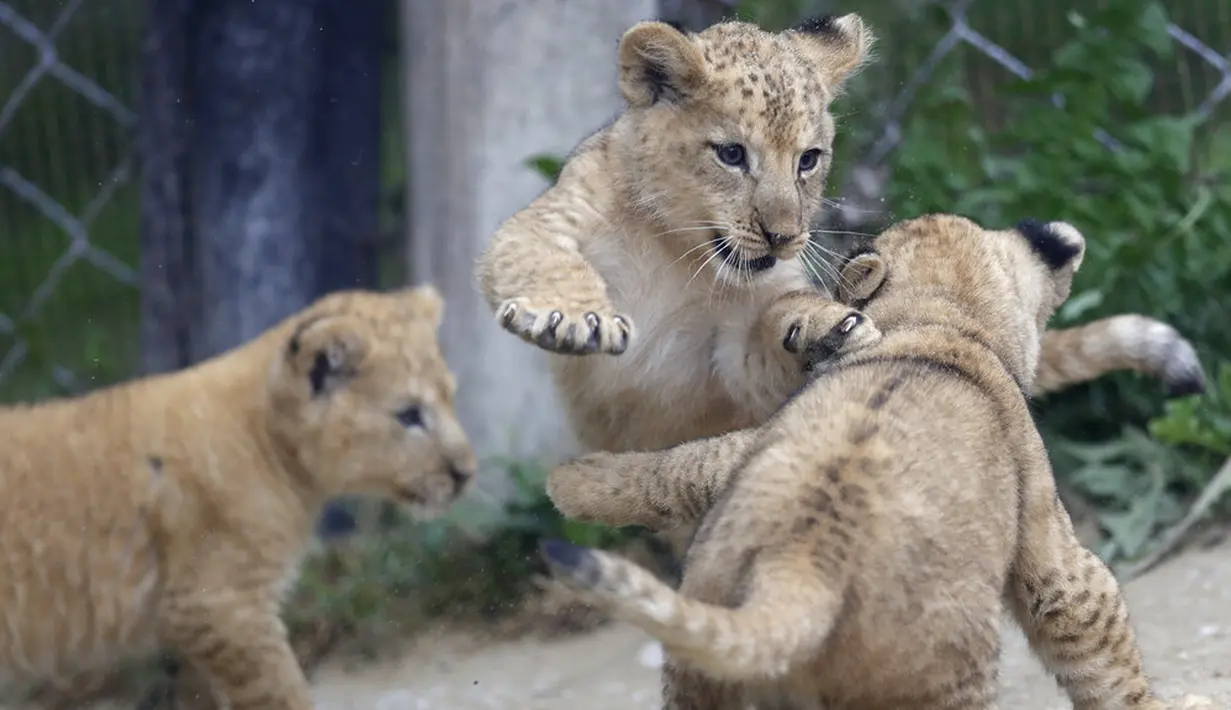 Tiga bayi singa berber bermain dalam kandang mereka di kebun binatang di Dvur Kralove, Republik Ceko, Kamis (10/9/2020). Tiga bayi singa berber yang lahir pada 5 Juli lalu tersebut merupakan subspesies langka dan telah punah di alam liar. (AP Photo/Petr David Josek)