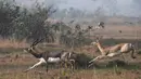 Dalam foto yang diambil pada 14 Desember 2018, blackbucks atau antelop India berkeliaran di sebuah ladang, negara bagian Odisha. Satwa liar yang menjadi korban pemburuan liar ini menyerupai rusa dengan tanduk tegak lurus ke atas. (Dibyangshu SARKAR/AFP)