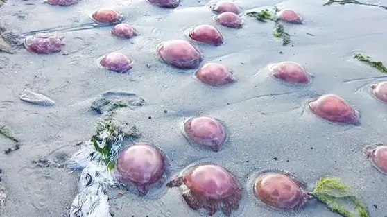 Heboh Ribuan Ubur-Ubur Merah Muda Terdampar di Pesisir Buton Tengah