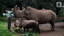 Keeper (perawat satwa) memberi makan Badak Putih (Ceratotherium Simum) di Taman Safari Indonesia, Bogor, Jawa Barat, Jumat (22/1/2021). Seekor bayi Badak Putih betina bernama Azsyifa lahir dari indukan bernama Chuma dan pejantan bernama Merdeka. (merdeka.com/Imam Buhori)