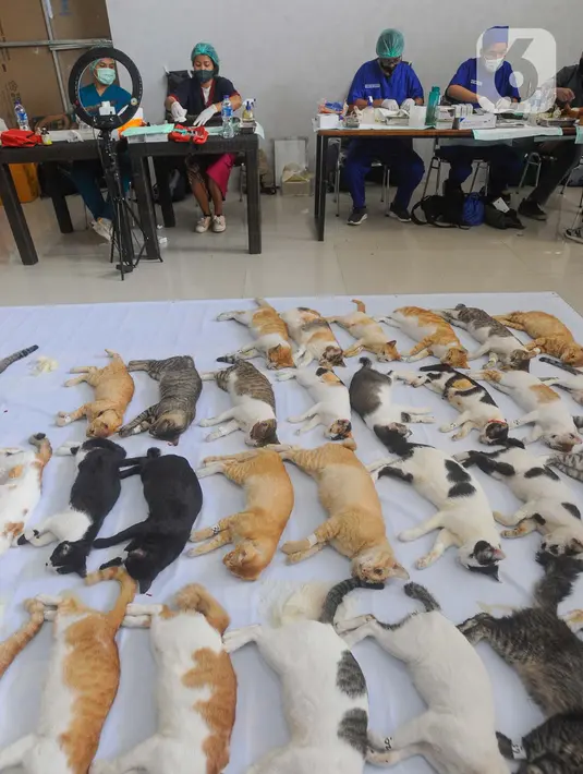 Sterilisasi ini bertujuan untuk mencegah penyebaran penyakit pada kucing lokal. (merdeka.com/Arie Basuki)