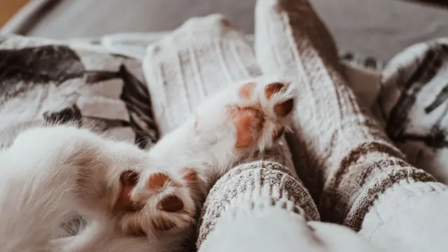 Kucing Tidur di Dekat Kaki Pemiliknya