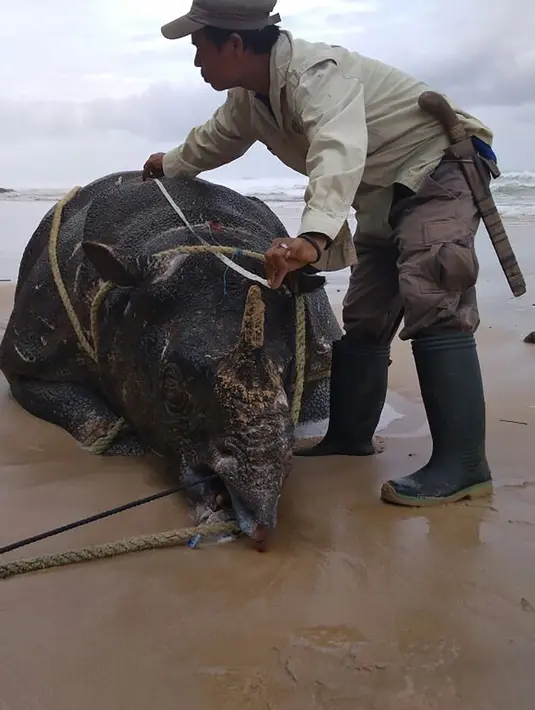 Foto yang dirilis 26 April 2018 menunjukkan petugas memeriksa badak jawa jantan yang ditemukan mati di Pantai Karang Panjang, Taman Nasional Ujung Kulon. Data saat ini populasi badak jawa tinggal 68 ekor terdiri dari 31 betina dan 37 jantan. (AFP Photo)