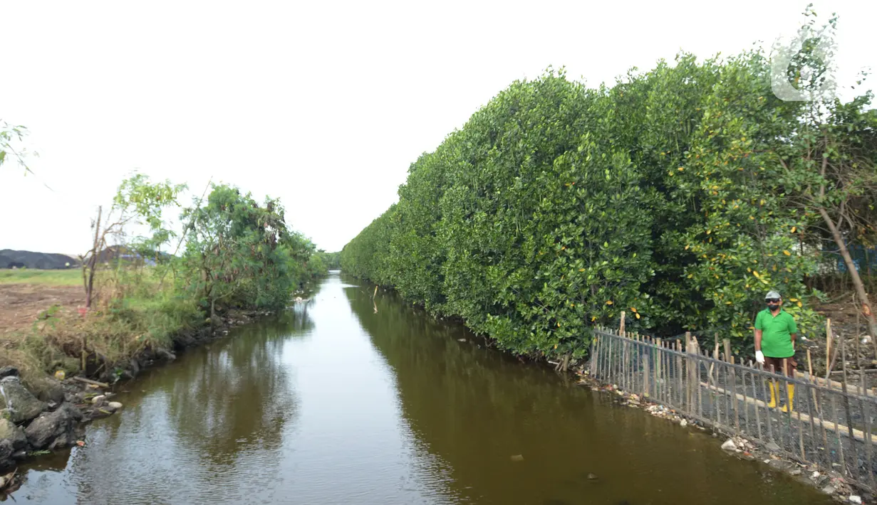 Pekerja melakukan penanam bibit Mangrove jenis Rhizopora Mucronata di Kawasan PT Karya Citra Nusantara  (KCN) Marunda, Cilincing Jakarta Jumat (3/6/2022). Sepanjang 1100 meter tahap dua untuk menanam mangrove di kawasan tersebut, sebagai komitmen kepedulian terhadap lingkungan laut terutama pesisir Utara Jakarta. (merdeka.com/Imam Buhori)