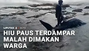 Hiu Paus Terdampar, Malah Dimakan Warga