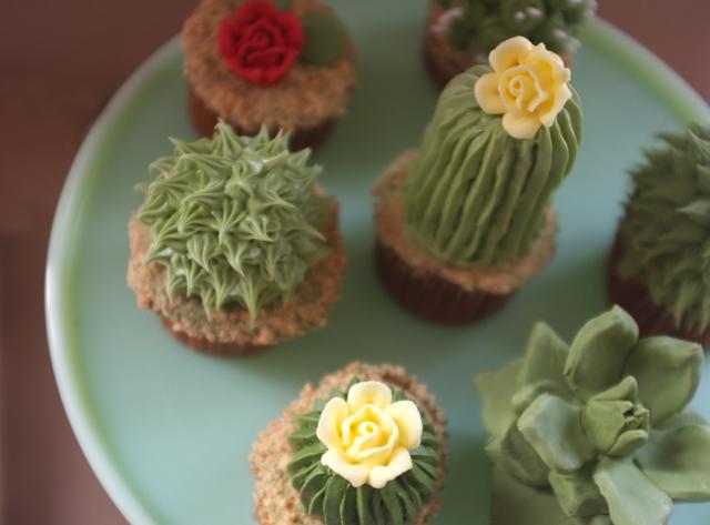 Cupcake kaktus | Photo copyright Alana Jones Mann
