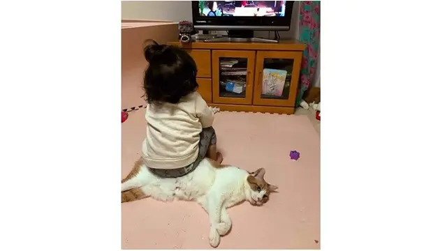 kucing