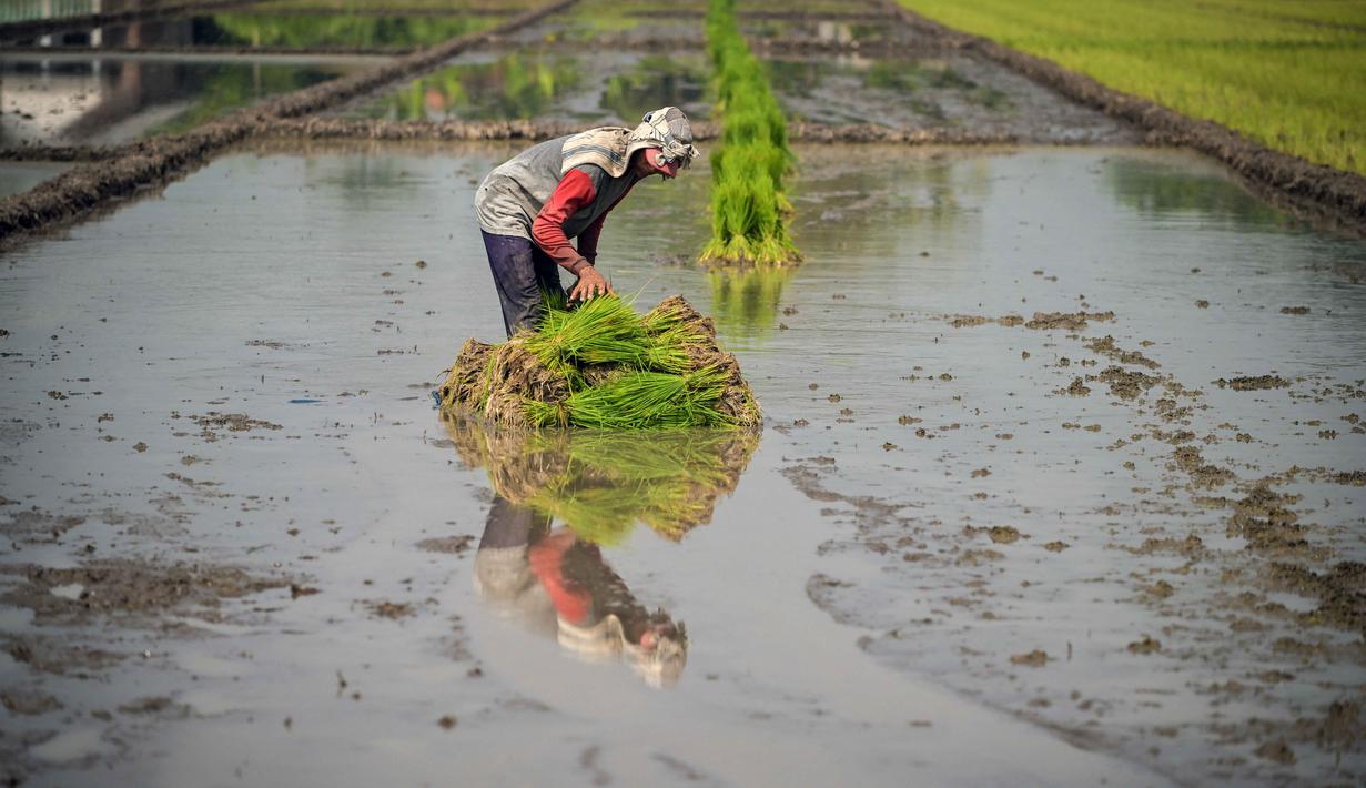 Seorang petani menanam bibit padi di Sidoarjo, Jawa Timur, Rabu 3 Juni 2026. (JUNI KRISWANTO/AFP)