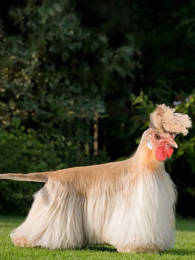6 Editan Foto Ayam Gabung Hewan Lain Ini Unik Banget, Kocak