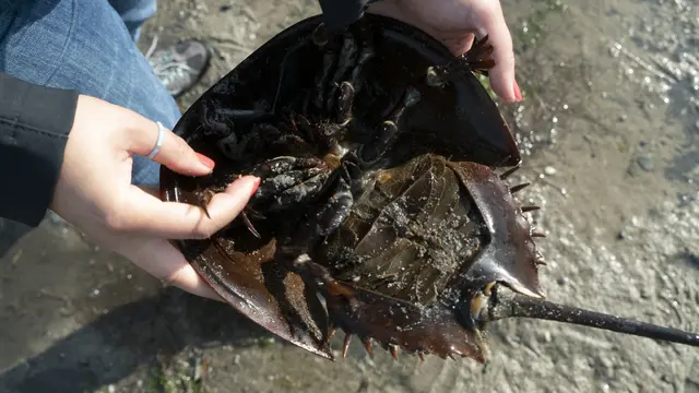 Kepiting tapal kuda memiliki darah biru