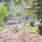 Kawanan gajah yang terpantau di hutan oleh BBKSDA Riau. (Liputan6.com/M Syukur)