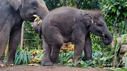 Tanggal 12 Agustus didedikasikan untuk meningkatkan kesadaran global tentang pentingnya pelestarian gajah serta tantangan yang mereka hadapi di alam liar. (AP Photo/Firdia Lisnawati)