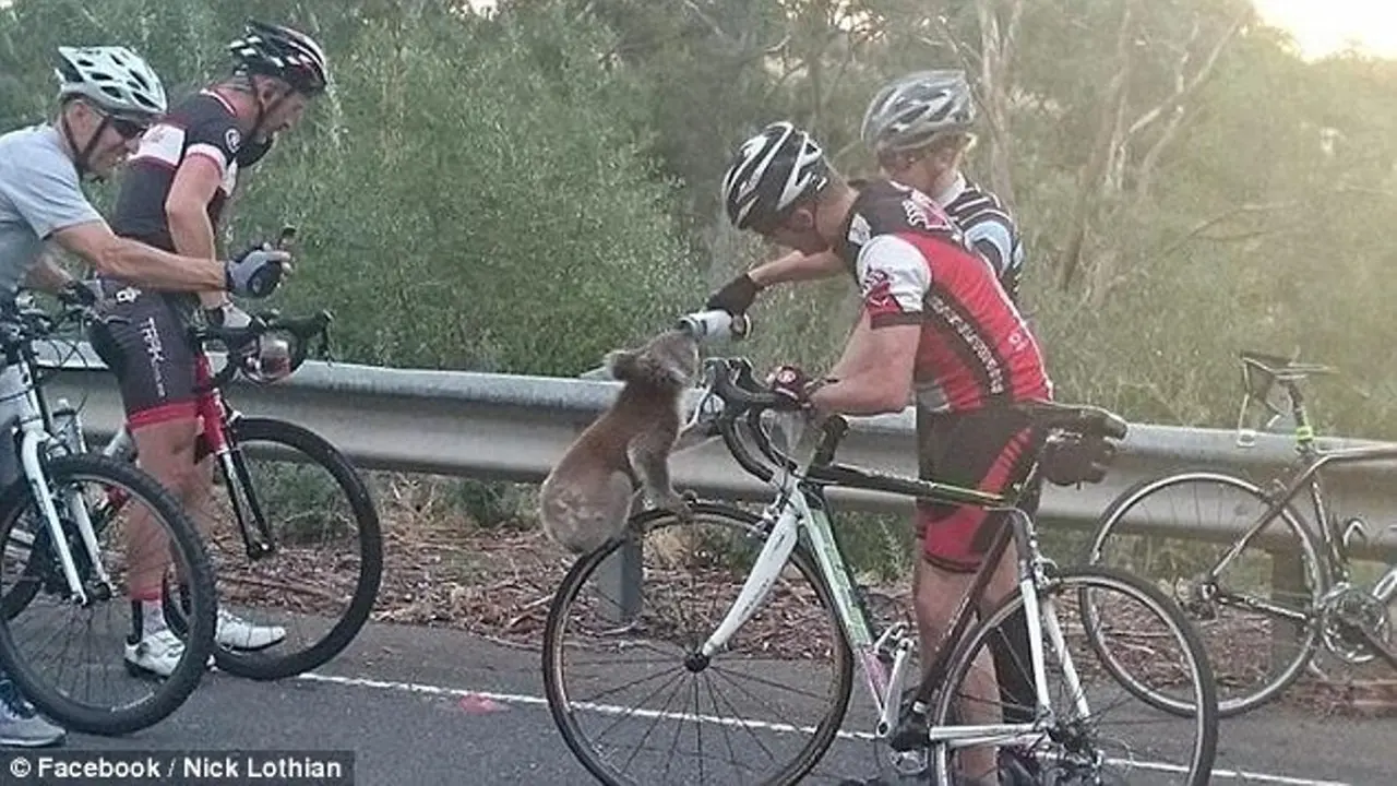 Koala