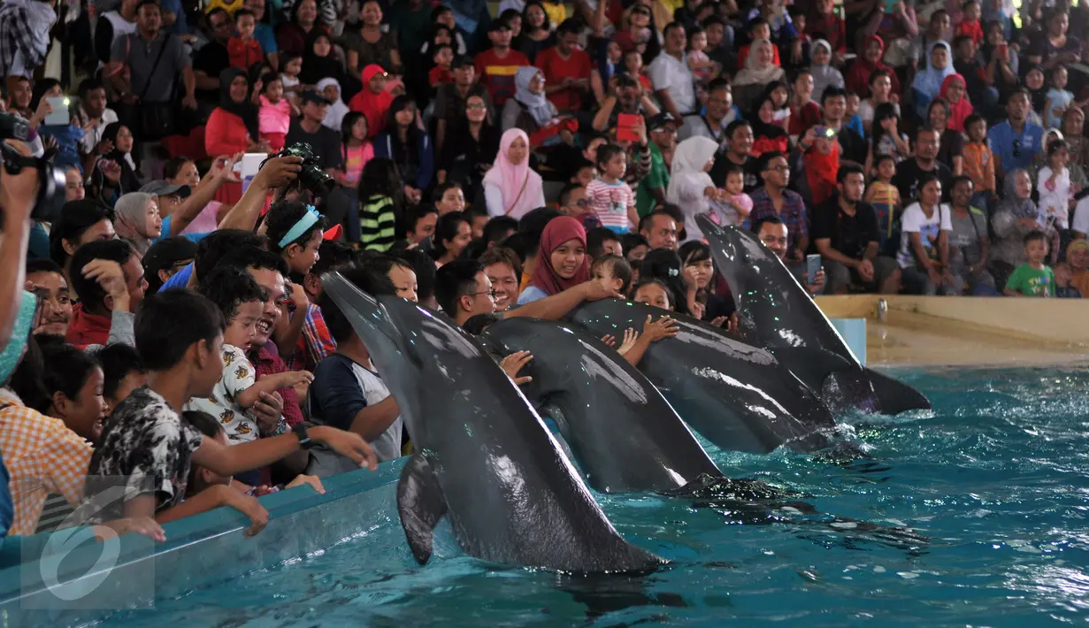 Pengunjung memegang empat ekor lumba-lumba di kawasan wisata Ancol, Jakarta, Senin (8/2). Dalam rangka liburan Imlek, Ancol menampilkan pertunjukan lumba-lumba berkolaborasi dengan barongsai untuk menghibur wisatawan. (Liputan6.com/JohanTallo)