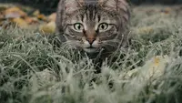 Kucing takut ketimun (Foto:  miezekieze from Pixabay)