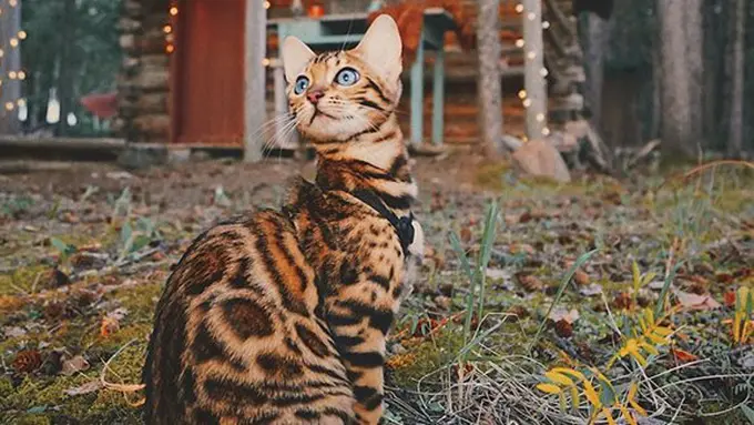 Copyright boredpanda.com/instagram.com/sukiicat