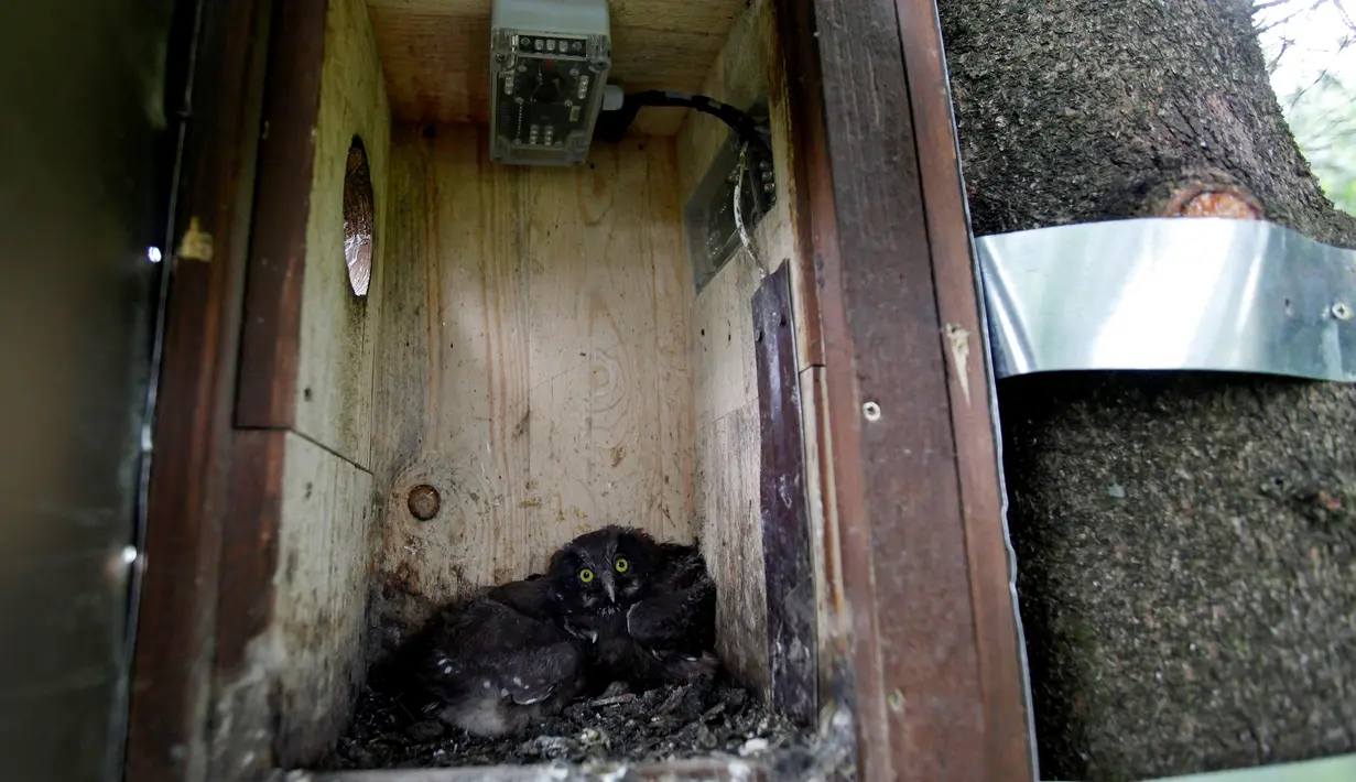 Seekor burung hantu yang berada di sarang yang dinamakan "Smart Nest Box" di hutan dekat Desa Mikulov, Republik Ceko (18/6). Sarang ini telah di modifikasi menjadi sarang canggih yang dapat di operasikan menggunakan laptop. (REUTERS / David W Cerny)