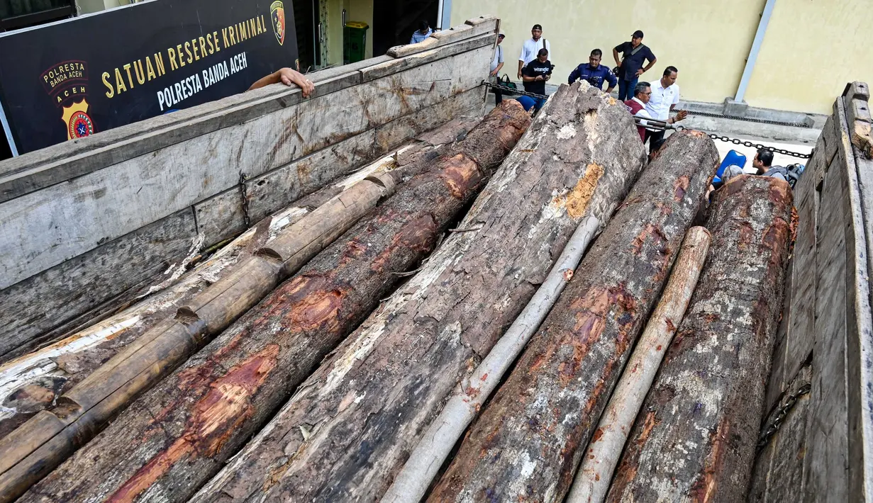 13 batang kayu tersebut dibawa menggunakan truk di kawasan Blang Bintang, Aceh Besar, Selasa (19/8/2025). (CHAIDEER MAHYUDDIN/AFP)