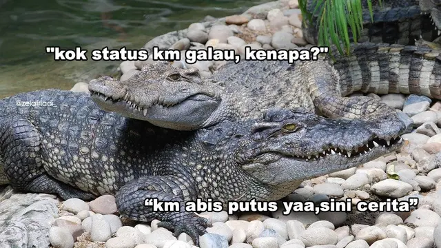 Bikin Geregetan Sekaligus Kocak, Ini 6 Meme Modus Buaya Darat Ala Netizen