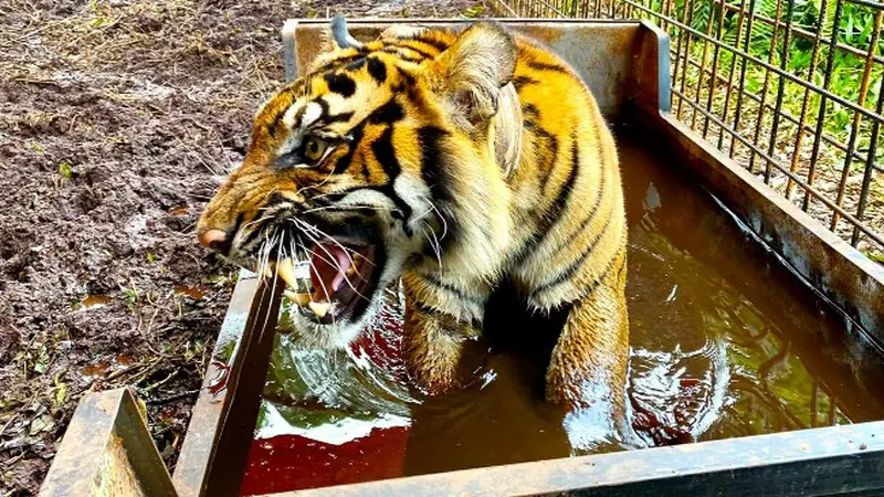 Harimau sumatra Corina saat berada di kandang sebelum pelepasan oleh BBKSDA RIau.