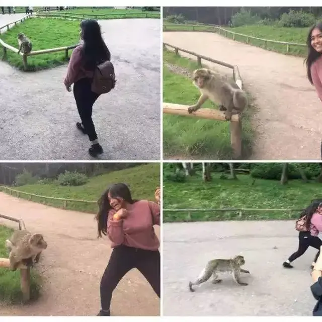 8 Momen Apes Orang Diserang Oleh Hewan Ini Bikin Kasihan
