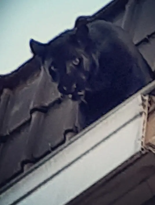 Seekor Black Panther saat berada di atap rumah warga di Armentières, Prancis (19/9/2019). Saksi menuturkan seekor macan kumbang (panther) besar tersebut memanjat dan berkeliaran di lantai dua rumah sebelum akhirnya masuk melalui jendela. (Photo by HO/Sapeurs-pompiers du Nord/AFP)