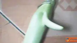 Unik, Terong Bercabang 