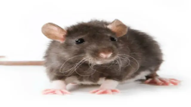 Tragis, Bayi Baru Lahir Tewas Digigit Tikus