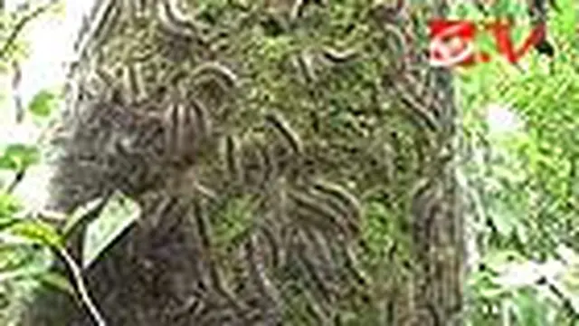 Ulat Bulu Serang Pohon dan Rumah di Purworejo