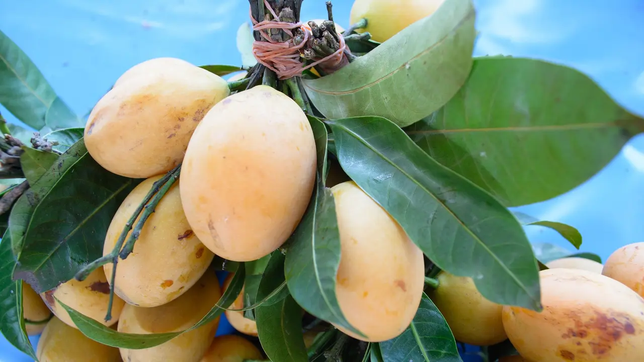 Mangga