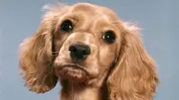 Anjing memiringkan kepalanya bukan hanya untuk terlihat lebih lucu dan imut. Sumber: Metro.co.uk