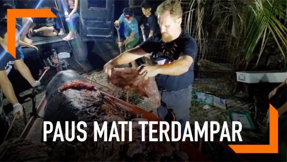 VIDEO: Sampah Plastik 40 Kg Ada di Perut Paus Filipina