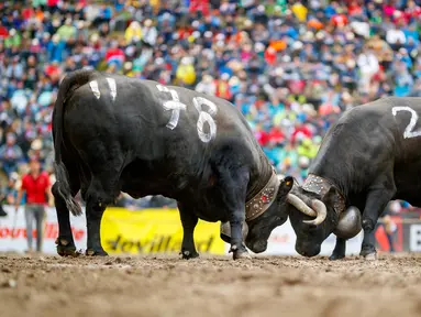 Dua ekor sapi Herens saling mengunci tanduk mereka saat bertanding pada babak kualifikasi finale nationale de la race d'Herens di Aproz, Swiss, Minggu (5/5/2019). Acara ini digelar setiap tahun. (Valentin Flauraud/Keystone via AP)