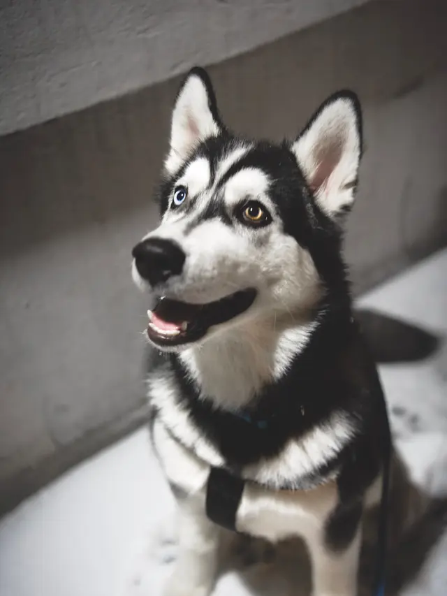 kepribadian dari anjing favorit