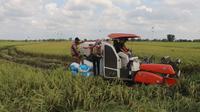 Tim Jemput Gabah Bulog Kalimantan Tengah ikut memantau proses panen perdana pada tahun 2025 di Kabupaten Pulang Pisau. Foto: Liputan6/ Marifka Wahyu Hidayat