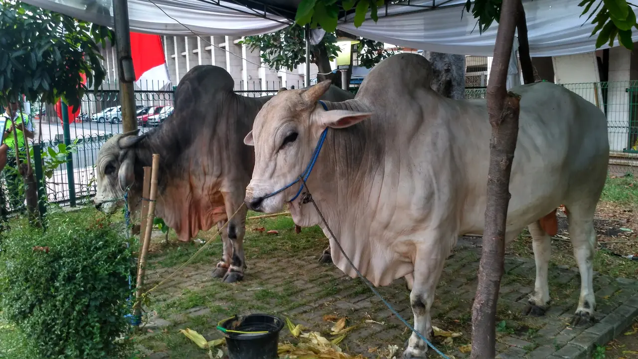 20170831-Jokowi-Jakarta-Sapi