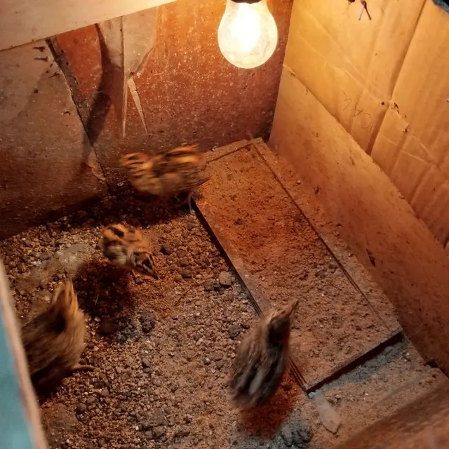 Tips Ayam Kampung Rutin Bertelur Meski Dikandang