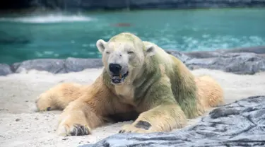 Beruang kutub tua, Inuka duduk di atas tempat tidur pasir dalam kandangnya di Kebun Binatang Singapura, Jumat (13/4). Inuka terancam disuntik mati karena kesehatannya semakin menurun. (Roslan RAHMAN/AFP)