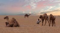 Ilustrasi unta. (Photo by Frans van Heerden: https://www.pexels.com/photo/man-sitting-near-four-camels-2080187/)