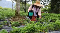 Pagi Lebih Ceria dengan Memetik Stroberi di Dataran Tinggi Berastagi
