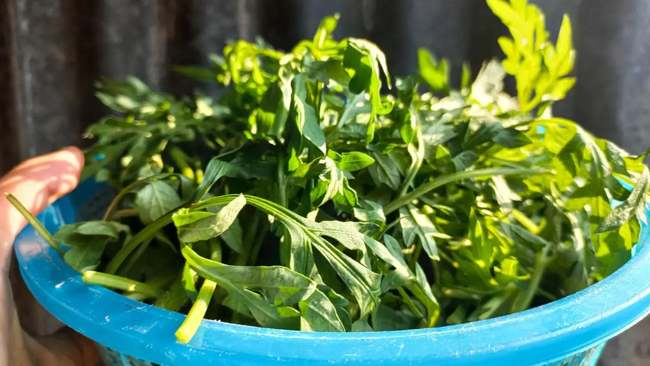 sayur daun kenikir