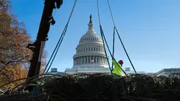 Pekerja memasang pengait saat akan menempatkan pohon Natal raksasa di halaman Gedung Capitol AS di Washington, Senin (27/11). Pohon Natal tersebut tiba di Gedung Capitol setelah melalui perjalanan sejauh 3.000 mil dari Montana. (JIM WATSON/AFP)
