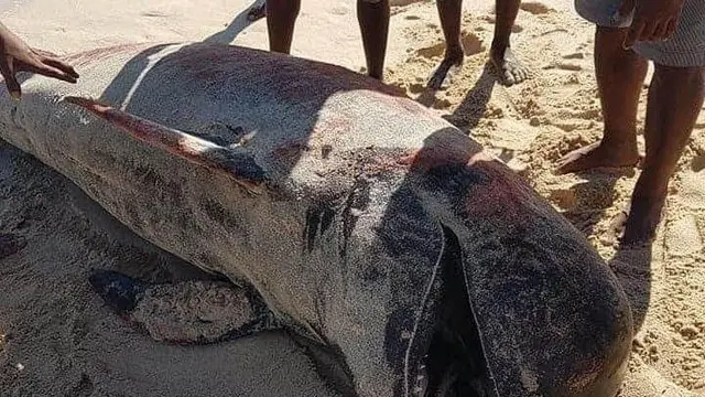 Sebanyak 11 ekor paus pilot kembali ditemukan terdampar di perairan Sabu Raijua, Nusa Tenggara Timur. (Dok KKP)
