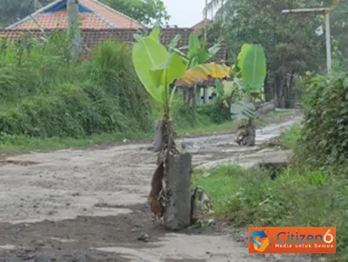 Citizen6, Tasikmalaya: Jalan Raya Cipanas Galunggung, Desa Linggajati, Kecamatan Sukaratu,  Tasikmalaya yang rusak akibat belum medapat penanganan dari Pemda setempat ditanami pisang sebagai bentuk protes warga. (Pengirim: Dian Rizki)