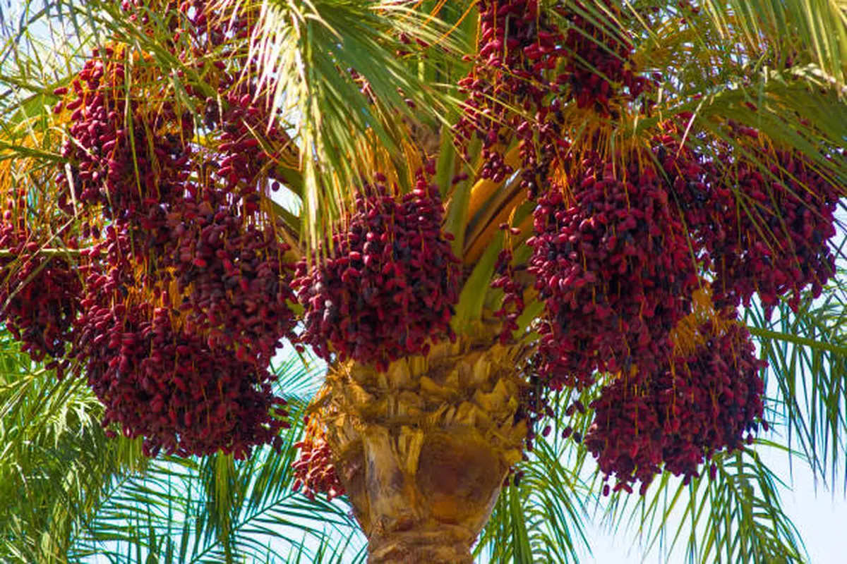 Ilustrasi Pohon Kurma (Sumber: Pixabay)