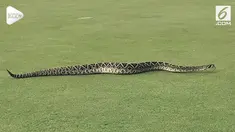 Seekor ular berbisa merayap melintasi lapangan di Mangrove Bay Golf Course, Florida. Hal ini membuat para pemain golf terkejut.