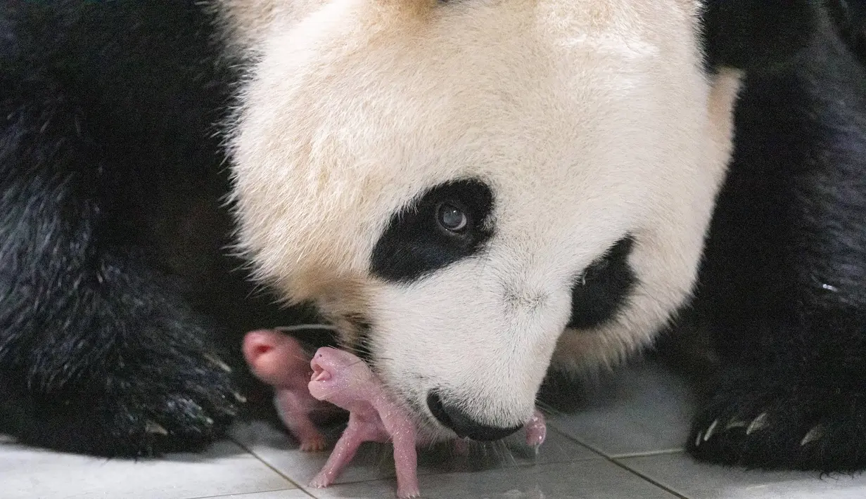 Ini adalah pertama kalinya panda kembar lahir di Korea Selatan, kata grup resor itu. Ai Bao dan pasangan prianya, Le Bao, juga seekor panda raksasa, datang ke taman tersebut pada tahun 2016 dari China dengan kontrak selama 15 tahun.  (Handout / Everland / AFP)