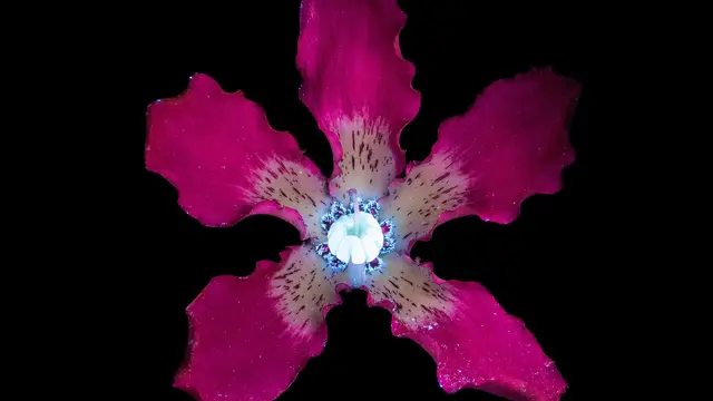 Fotografi bunga yang berpendar dalam gelap.