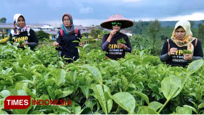 Serunya Menikmati Petik Teh di Tiris Probolinggo